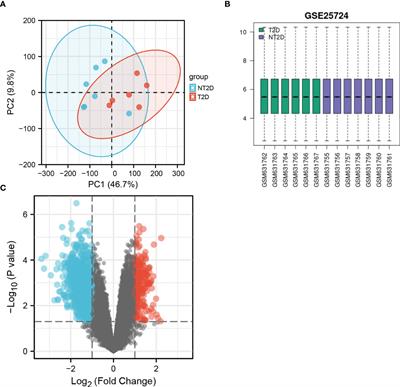 In silico identification and verification of ferroptosis-related genes in type 2 diabetic islets